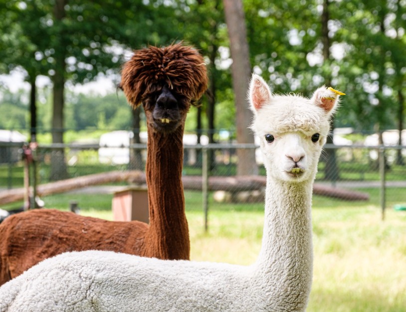 Alpaca's