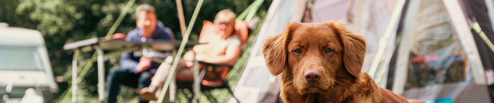 Kamperen met hond - camping de kleine wolf