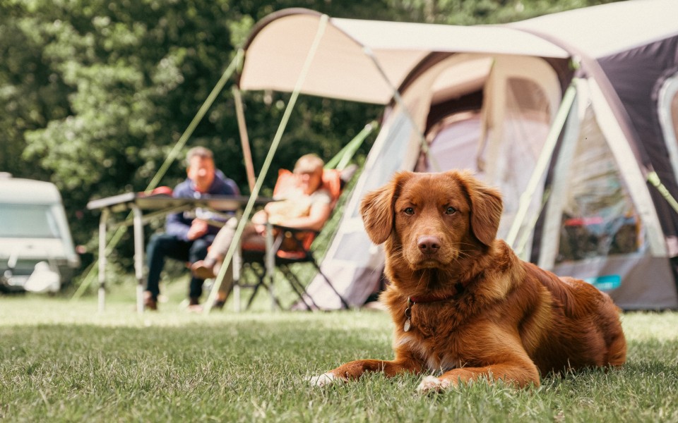 Kamperen met hond - camping de kleine wolf