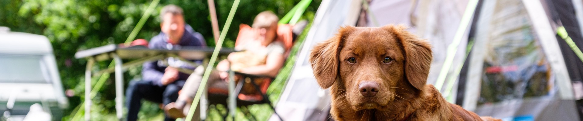 Bruine hond kijkt