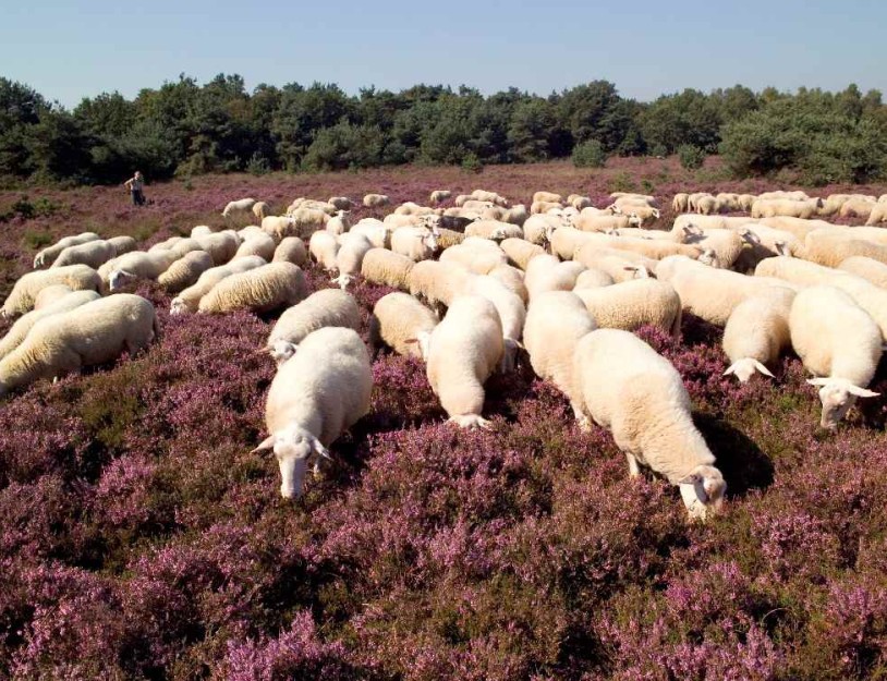 Vechtdal schapen heide boerderij.jpg