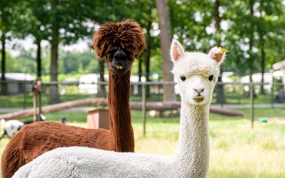 Alpaca's
