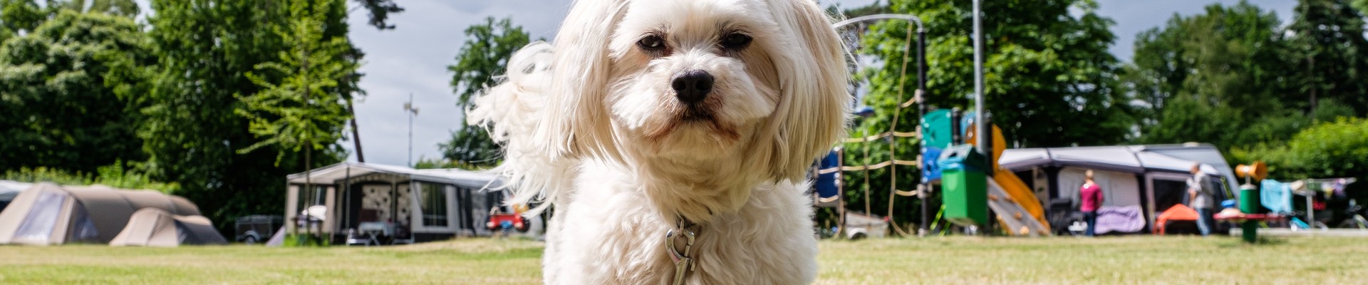 Hondje