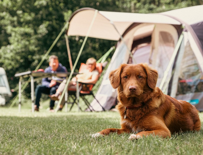 Kamperen met hond - camping de kleine wolf