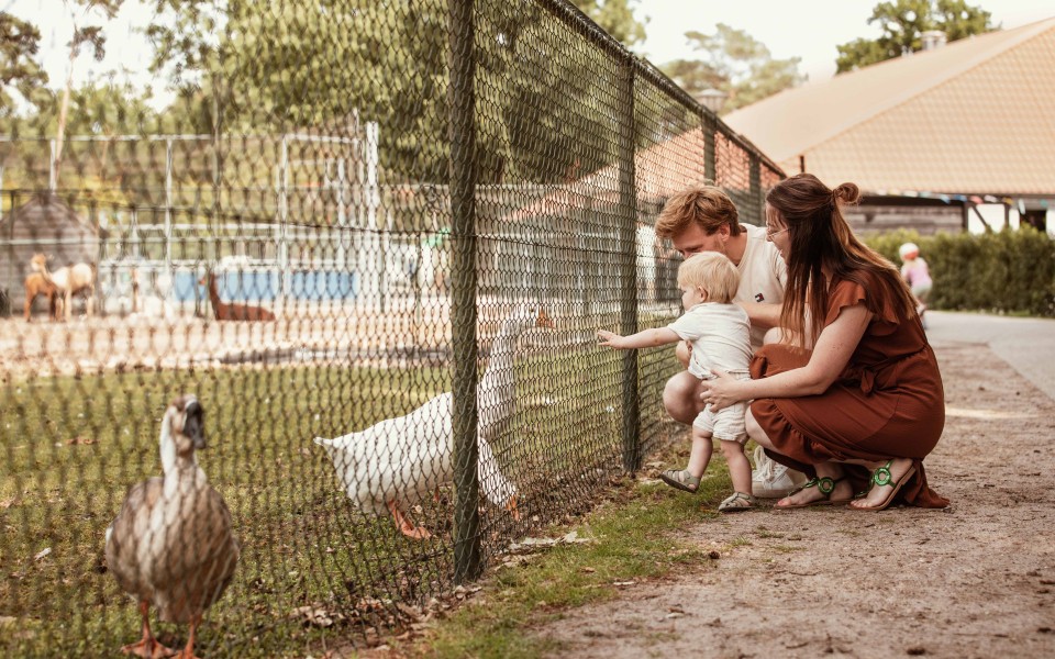 Camping-de-kleine-wolf-faciliteit-dierenweide-gezin.jpg
