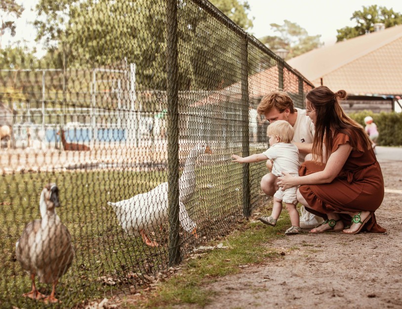 Camping-de-kleine-wolf-faciliteit-dierenweide-gezin.jpg