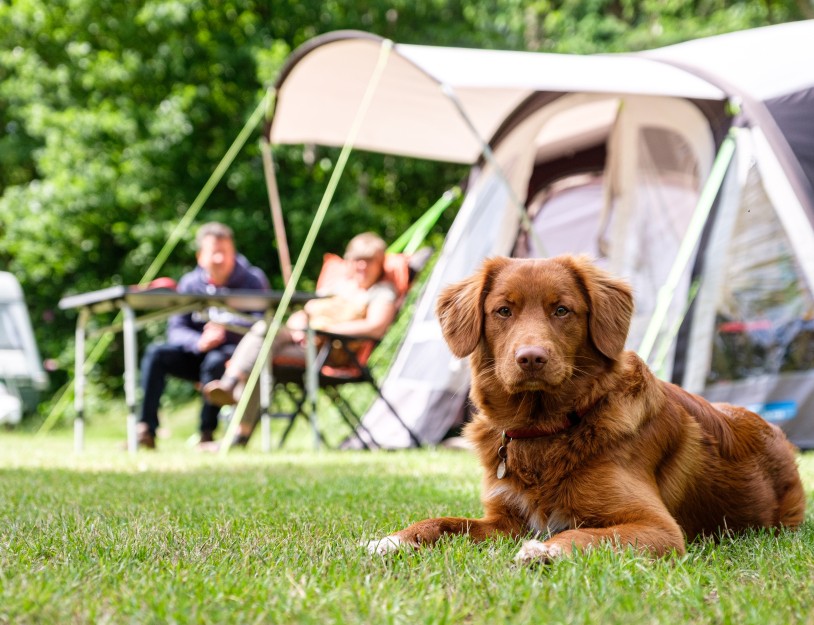 Bruine hond kijkt